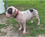 Small #5 American Bulldog Mix