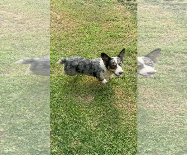 Medium Photo #4 Cardigan Welsh Corgi-Unknown Mix Puppy For Sale in Grafton, WI, USA