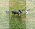 Small #3 Cardigan Welsh Corgi Mix