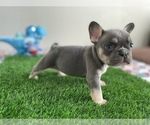 Puppy 3 French Bulldog