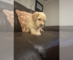 Small #19 Cock-A-Poo-Maltipoo Mix