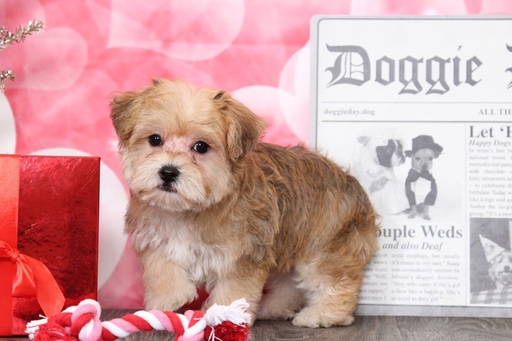 Medium Photo #5 Poodle (Toy)-Yorkshire Terrier Mix Puppy For Sale in BEL AIR, MD, USA