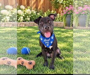 Mutt Dogs for adoption in Euless, TX, USA