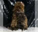 Small Photo #116 Poodle (Miniature) Puppy For Sale in WARSAW, IN, USA