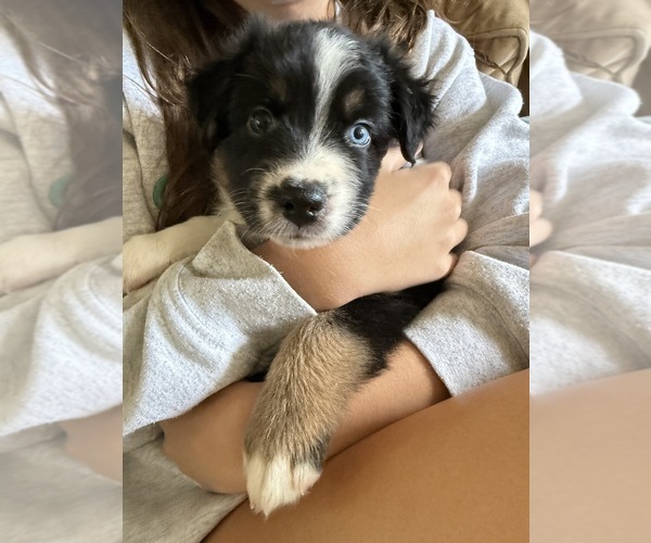 Medium Photo #30 Australian Shepherd Puppy For Sale in GREER, SC, USA