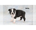 Small Photo #29 Boston Terrier Puppy For Sale in CLARE, MI, USA