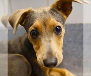 American Staffordshire Terrier-Unknown Mix Dogs for adoption in San Antonio, TX, USA