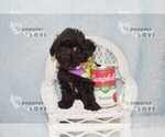 Small #2 Poodle (Toy)