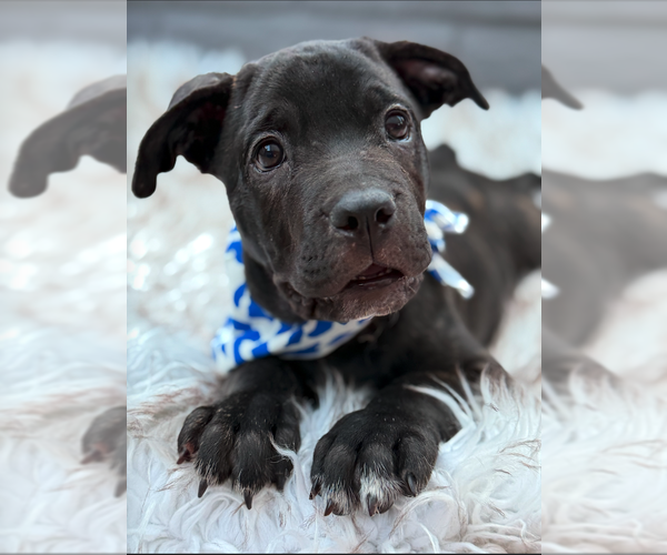 Medium Photo #1 Mutt Puppy For Sale in Goodyear, AZ, USA