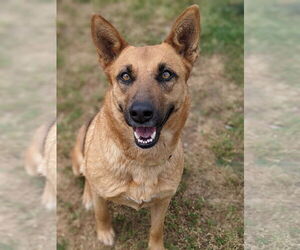 Sassy Pants - Female Mutt Dog for Adoption - Photo #5