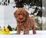 Small Photo #5 Poodle (Miniature) Puppy For Sale in GAP, PA, USA