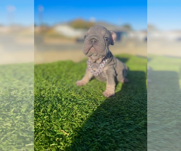 Medium Photo #5 French Bulldog Puppy For Sale in SANTA MONICA, CA, USA