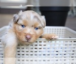 Puppy Ranger Miniature Australian Shepherd