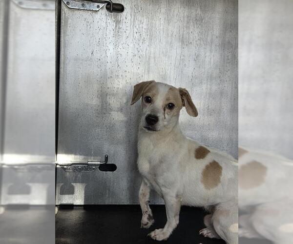 Medium Photo #1 Beagle-Unknown Mix Puppy For Sale in San Antonio, TX, USA