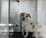 Small Beagle Mix