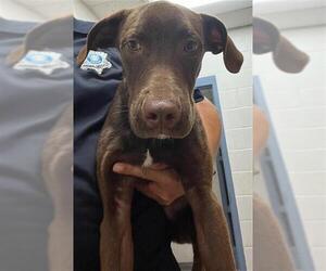 Labrador Retriever Dogs for adoption in Augusta, GA, USA