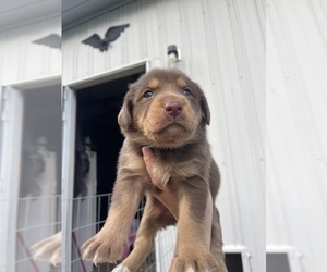 Sheprador Dog for Adoption in CROTON, Michigan USA