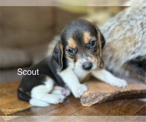 Beagle Puppy for sale in FORDLAND, MO, USA