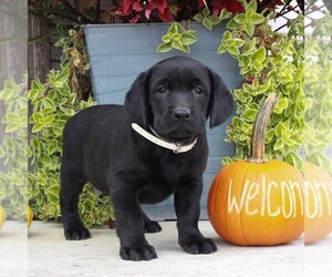 Labrador Retriever Puppy for sale in GORDONVILLE, PA, USA