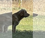 Small #4 Labrador Retriever