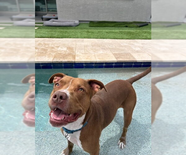 Medium Photo #1 Boxer-Staffordshire Bull Terrier Mix Puppy For Sale in Chandler, AZ, USA