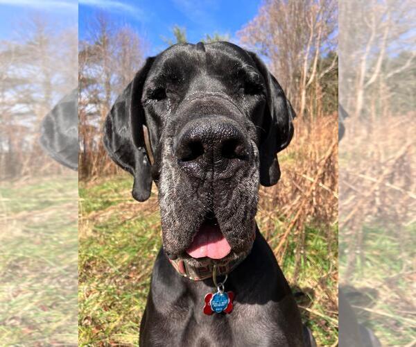 Medium Photo #1 Great Dane Puppy For Sale in Huntersville, NC, USA