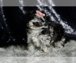 Small #5 Maltipoo
