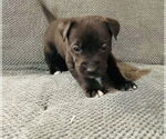 Small Labrador Retriever Mix