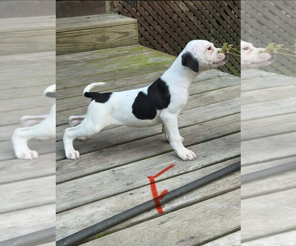 Medium Photo #1 Bulldog Puppy For Sale in Osgood, IN, USA
