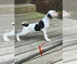 Nellie - Female Bulldog Dog for Adoption - Small photo