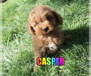 Poodle (Miniature) Puppy for sale in jasper, AR, USA