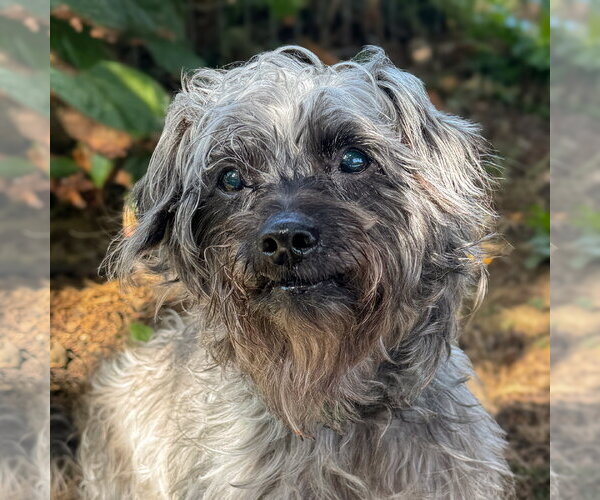 Medium Photo #1 Mutt Puppy For Sale in Sequim, WA, USA