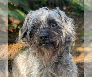 Ebby - Female Mutt Dog for Adoption