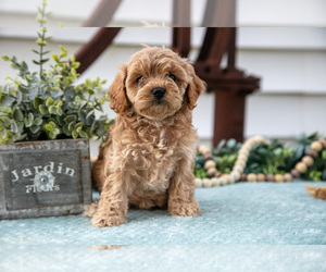 Medium Cavapoo