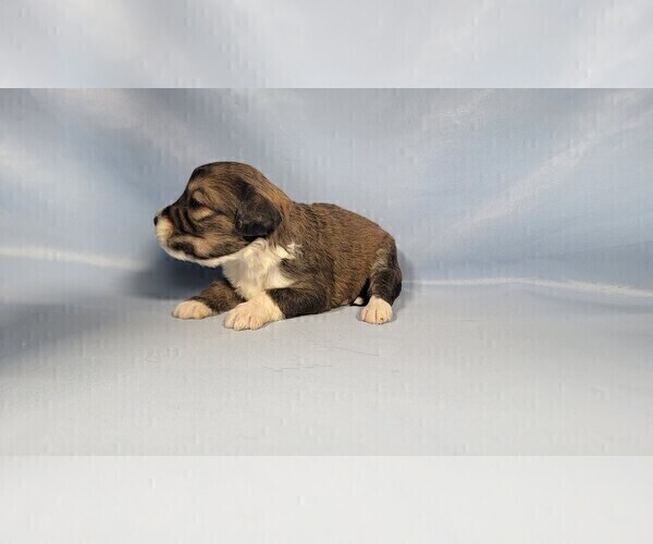 Medium Photo #11 Bernedoodle (Miniature) Puppy For Sale in BLACK FOREST, CO, USA