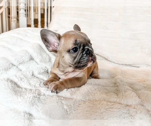 Medium Photo #6 French Bulldog Puppy For Sale in RIO RANCHO, NM, USA