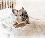 Small #5 French Bulldog