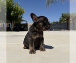 Small #2 French Bulldog