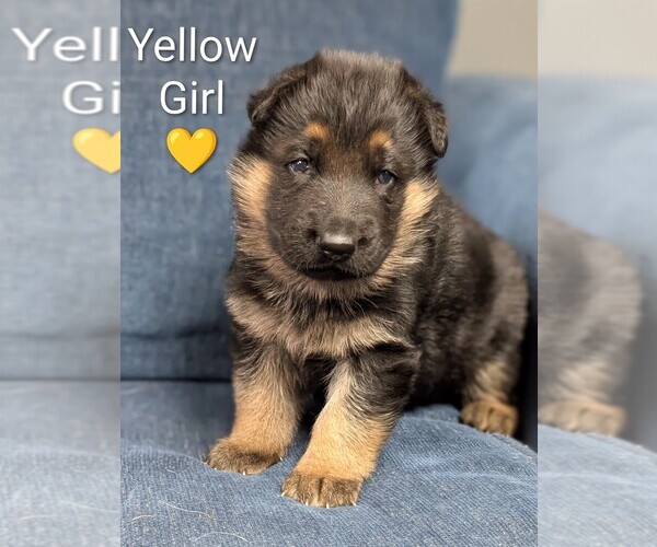 Medium Photo #1 German Shepherd Dog Puppy For Sale in BENSON, NC, USA