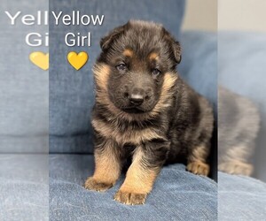 German Shepherd Dog Puppy for sale in BENSON, NC, USA