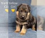 Small German Shepherd Dog