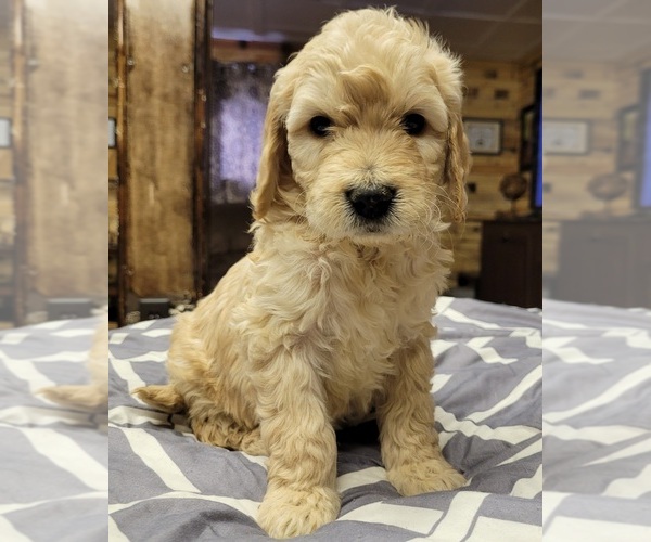 Medium Photo #1 Goldendoodle Puppy For Sale in MOUNT VERNON, IL, USA