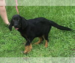 Small #2 Bloodhound Mix