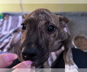 American Pit Bull Terrier Dogs for adoption in Redwood City, CA, USA
