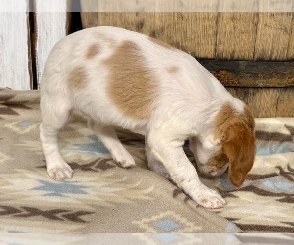 Medium Photo #3 Brittany Puppy For Sale in ORRUM, NC, USA