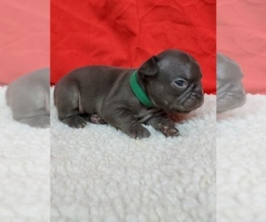 French Bulldog Puppy for sale in AFTON, WY, USA