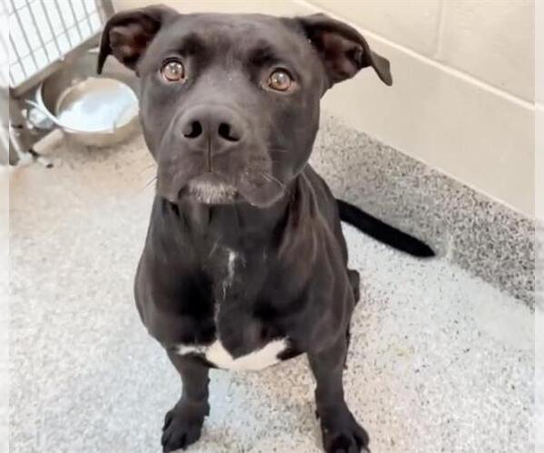 Medium Photo #3 Staffordshire Bull Terrier-Unknown Mix Puppy For Sale in Houston, TX, USA