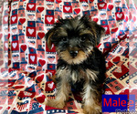 Small Photo #2 Yorkshire Terrier Puppy For Sale in AMSTERDAM, MO, USA
