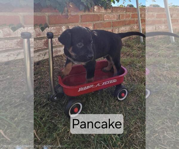 Medium Photo #2 Labrador Retriever-Unknown Mix Puppy For Sale in San Diego, CA, USA
