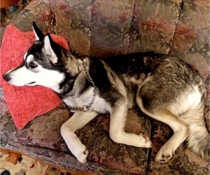 German Shepherd Dog-Siberian Husky Mix Puppy for sale in SAINT MARYS, KS, USA